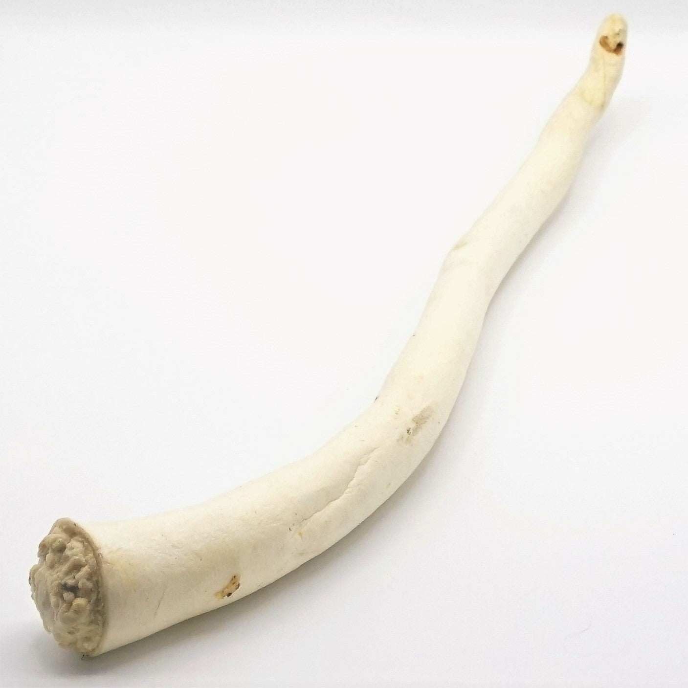 Ossestaart 35-45 cm